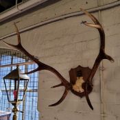 Taxidermy - a ten point red deer antler trophy mount