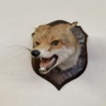 Taxidermy - a vixen fox mount, ferocious pose, oak shield shaped mount c.1930/40
