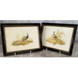 Ornithological Interest - A near pair of George III watercolour studies of a peacock and an