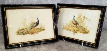 Ornithological Interest - A near pair of George III watercolour studies of a peacock and an