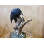 Taxidermy - a Raven perched on it's picking post above the skull of a rodent