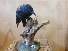 Taxidermy - a Raven perched on it's picking post above the skull of a rodent