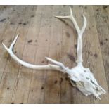 Natural History - an eight point red deer stag skull