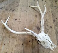 Natural History - an eight point red deer stag skull