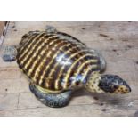 Interior Design - A realistic life-sized Hawksbill turtle, hand painted fibre glass, 85cm in length