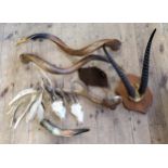 Natural History - a red deer antler; loose Kudu horns; roe deer skulls; cow horn and an early 20th