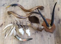 Natural History - a red deer antler; loose Kudu horns; roe deer skulls; cow horn and an early 20th