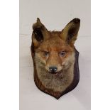 Taxidermy - an early 20th century dog fox trophy mount on oak shield