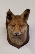 Taxidermy - an early 20th century dog fox trophy mount on oak shield