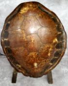WITHDRAWN - Natural History - Taxidermy - a large turn of the century turtle shell, mounted with