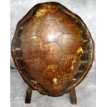 WITHDRAWN - Natural History - Taxidermy - a large turn of the century turtle shell, mounted with