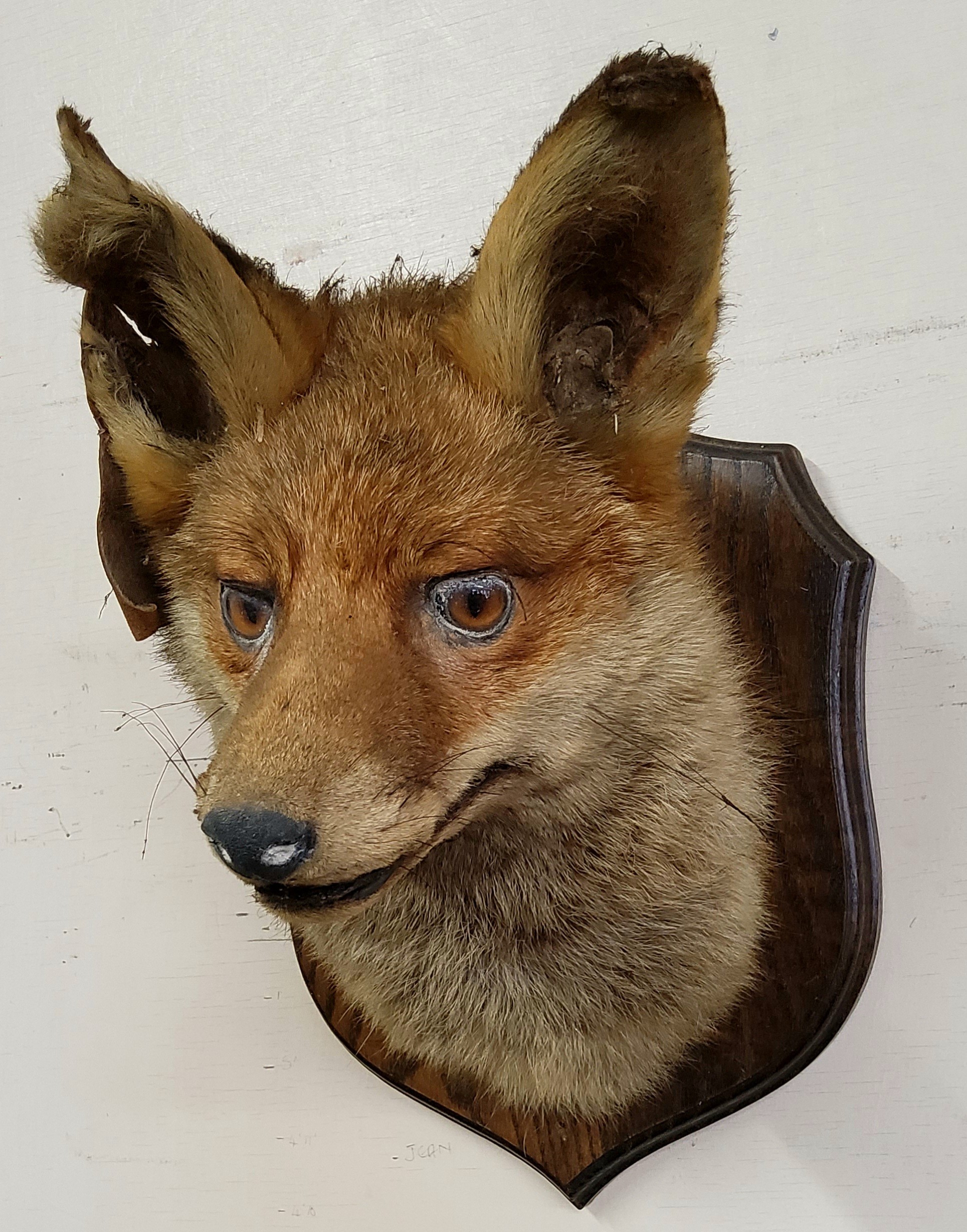 Taxidermy - an early 20th century dog fox trophy mount on oak shield - Image 2 of 2