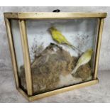 Taxidermy - a cased display of a Snipe, Budgerigar and Canary in a naturalistic setting
