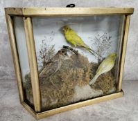 Taxidermy - a cased display of a Snipe, Budgerigar and Canary in a naturalistic setting