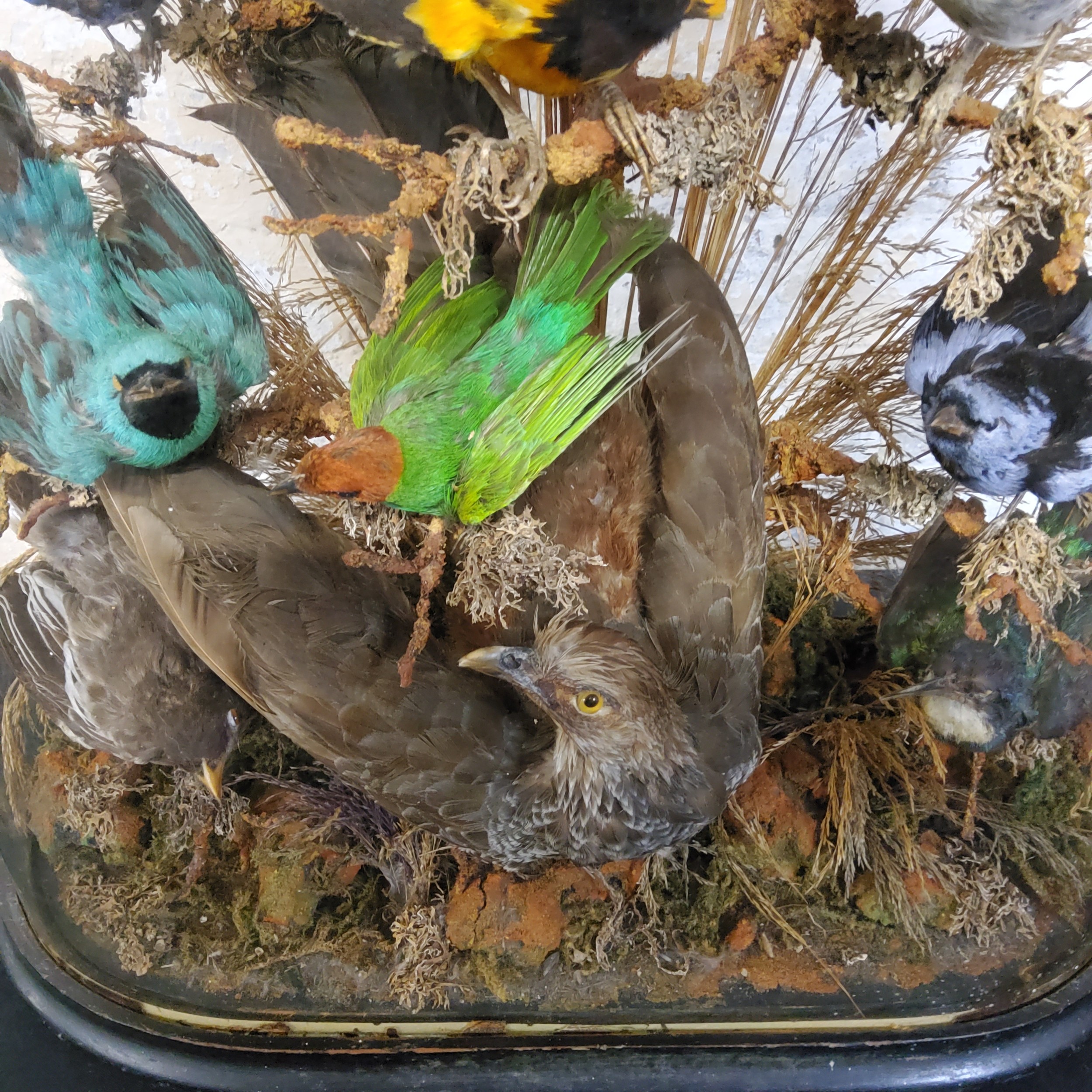 Taxidermy - An impressive Victorian exotic bird display of eighteen ...