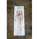 Anatomy Wall Chart - A lifesize chart titled ' The human body catalogue No.T40 of Pictorial charts