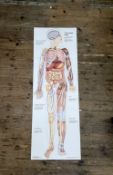 Anatomy Wall Chart - A lifesize chart titled ' The human body catalogue No.T40 of Pictorial charts