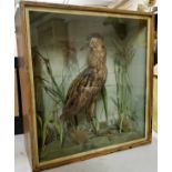 Taxidermy - A Victorian cased Bittern amongst naturalitic river bank display circa 1900, 64cm high x