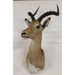 Taxidermy - a large & well executed African gazelle (Gazella dorcas) trophy mount, 100cm high