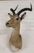 Taxidermy - a large & well executed African gazelle (Gazella dorcas) trophy mount, 100cm high