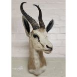 Taxidermy - a well executed African gazelle trophy mount, 67cm high