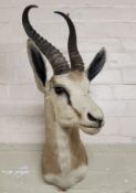 Taxidermy - a well executed African gazelle trophy mount, 67cm high