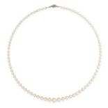 A PEARL AND DIAMOND NECKLACE in 18ct yellow gold, comprising of a single row of cultured pearls