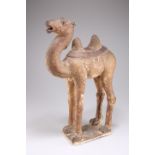 A TERRACOTTA BACTRIAN CAMEL, TANG STYLE