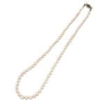 A CULTURED PEARL NECKLACE