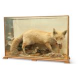 TAXIDERMY: A CASED DIORAMA OF BRITISH WILDLIFE