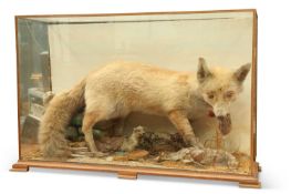 TAXIDERMY: A CASED DIORAMA OF BRITISH WILDLIFE