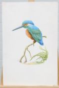 NORCUP, A KINGFISHER