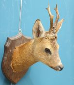 TAXIDERMY: A EUROPEAN ROEBUCK