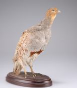 TAXIDERMY: A BRACE OF GREY PARTRIDGE