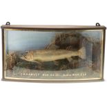 TAXIDERMY: SEA TROUT (Salmo trutta), full mount in bow-front glazed wall hanging display case, set