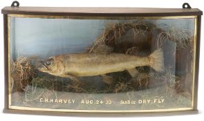 TAXIDERMY: SEA TROUT (Salmo trutta), full mount in bow-front glazed wall hanging display case, set