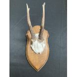 Antlers/Horns: European Roe Buck (Capreolus capreolus)