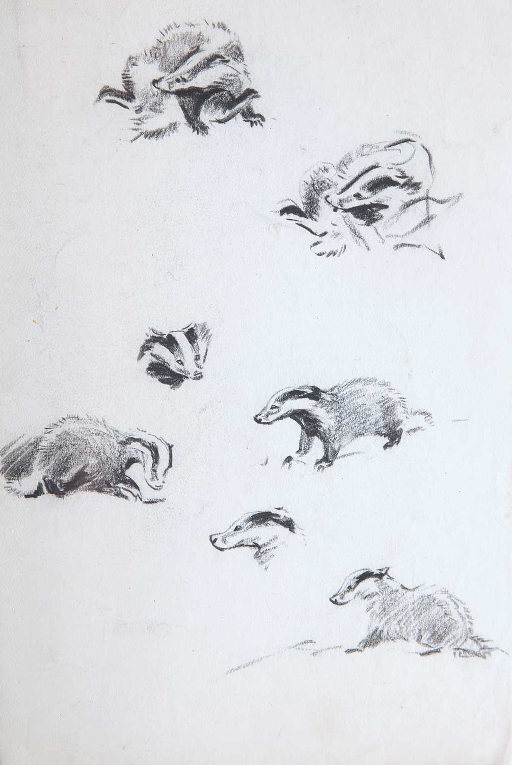 EILEEN ALICE SOPER (1905-1990) TWENTY-FIVE ORIGINAL DRAWINGS OF ANIMALS - Image 3 of 32