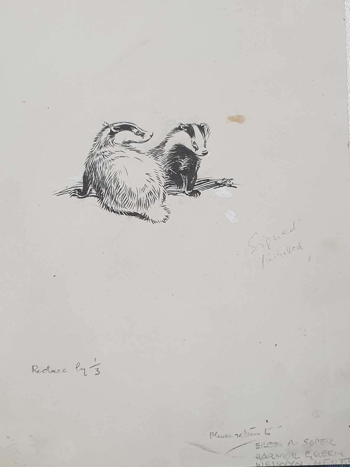 EILEEN ALICE SOPER (1905-1990) TWENTY-FIVE ORIGINAL DRAWINGS OF ANIMALS - Image 15 of 32