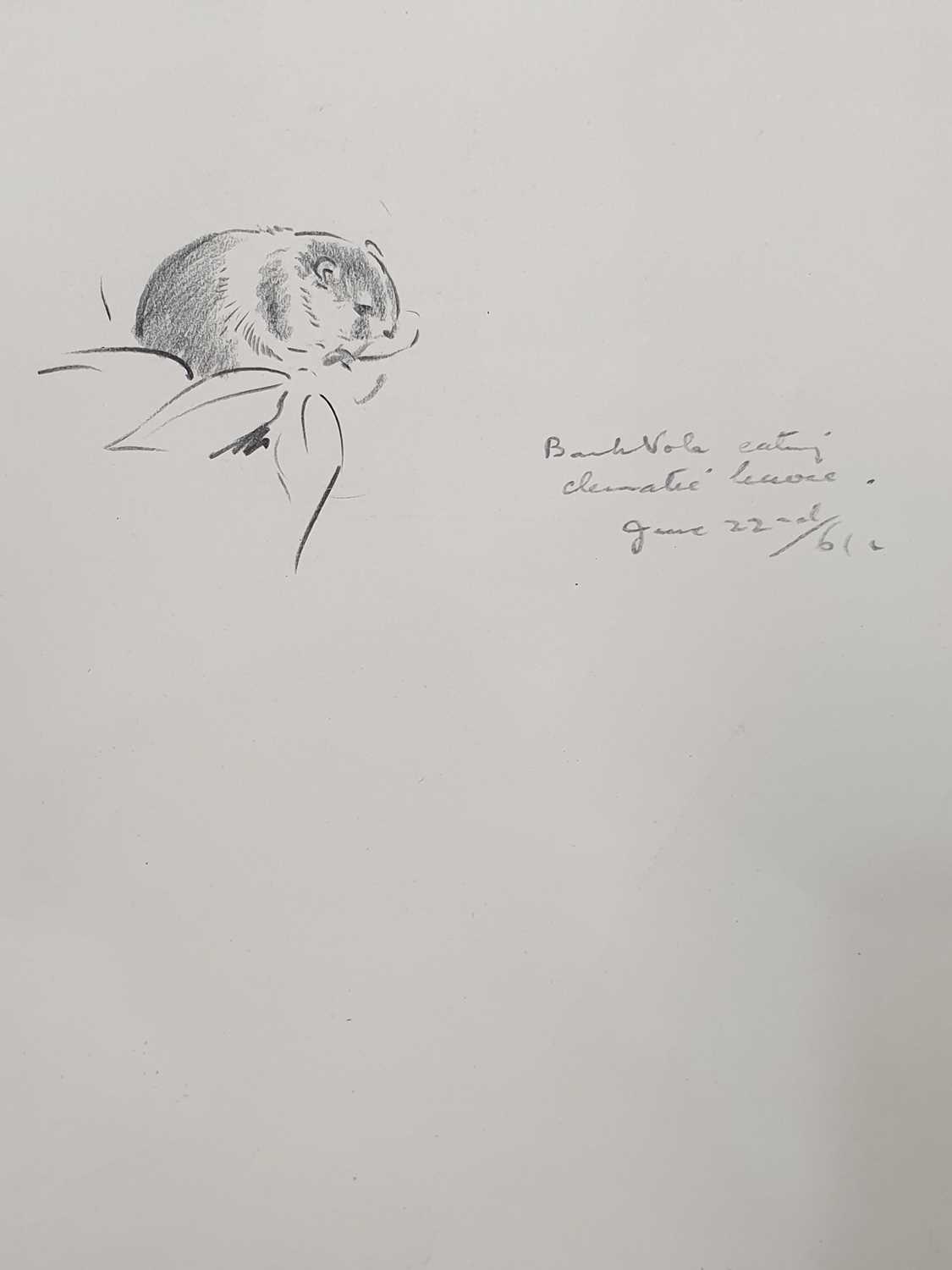 EILEEN ALICE SOPER (1905-1990) TWENTY-FIVE ORIGINAL DRAWINGS OF ANIMALS - Image 20 of 32