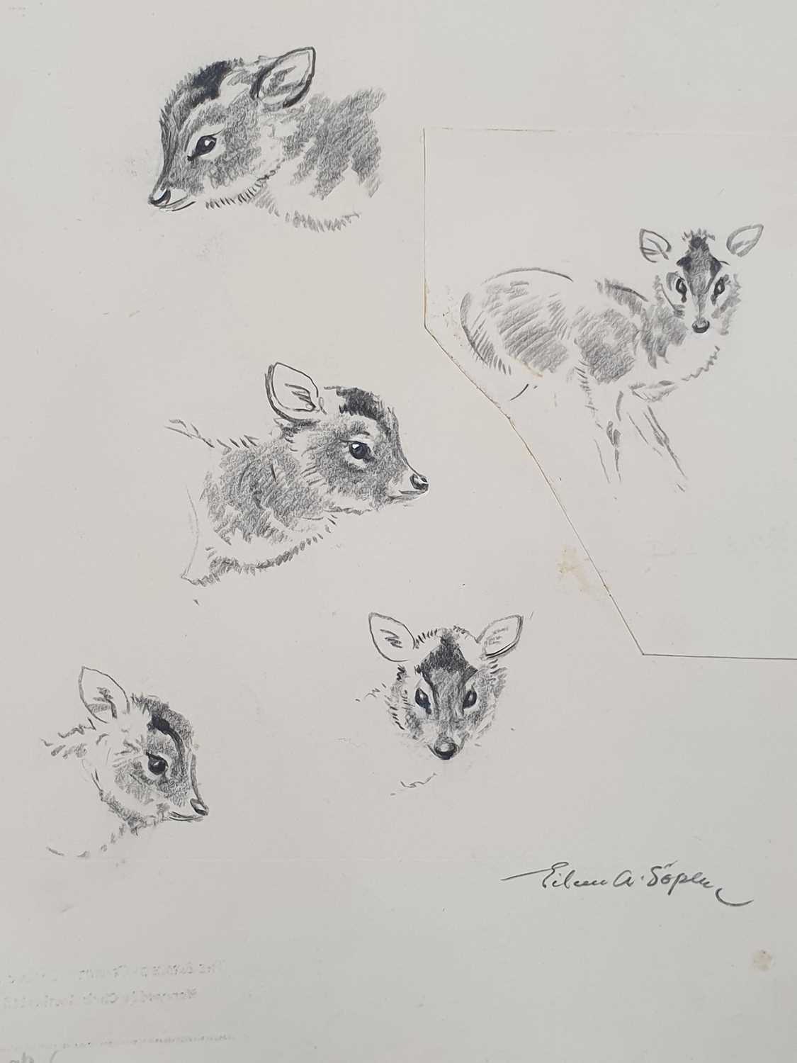 EILEEN ALICE SOPER (1905-1990) TWENTY-FIVE ORIGINAL DRAWINGS OF ANIMALS - Image 14 of 32