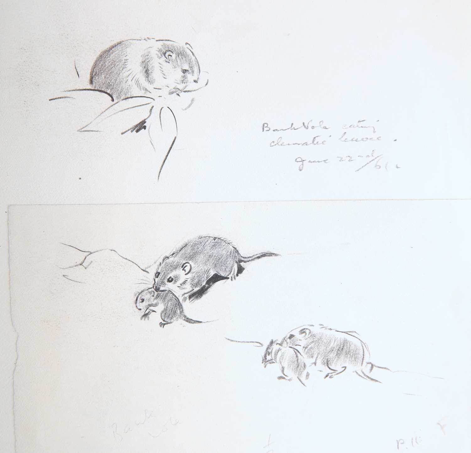 EILEEN ALICE SOPER (1905-1990) TWENTY-FIVE ORIGINAL DRAWINGS OF ANIMALS - Image 5 of 32