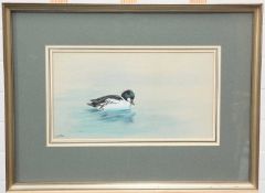 GEORGE EDWARD LODGE (1860-1954) GOLDEN EYE DUCK ON WATER