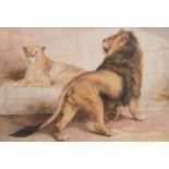 BASIL BRADLEY RWS (1842-1904) LION AND LIONESS