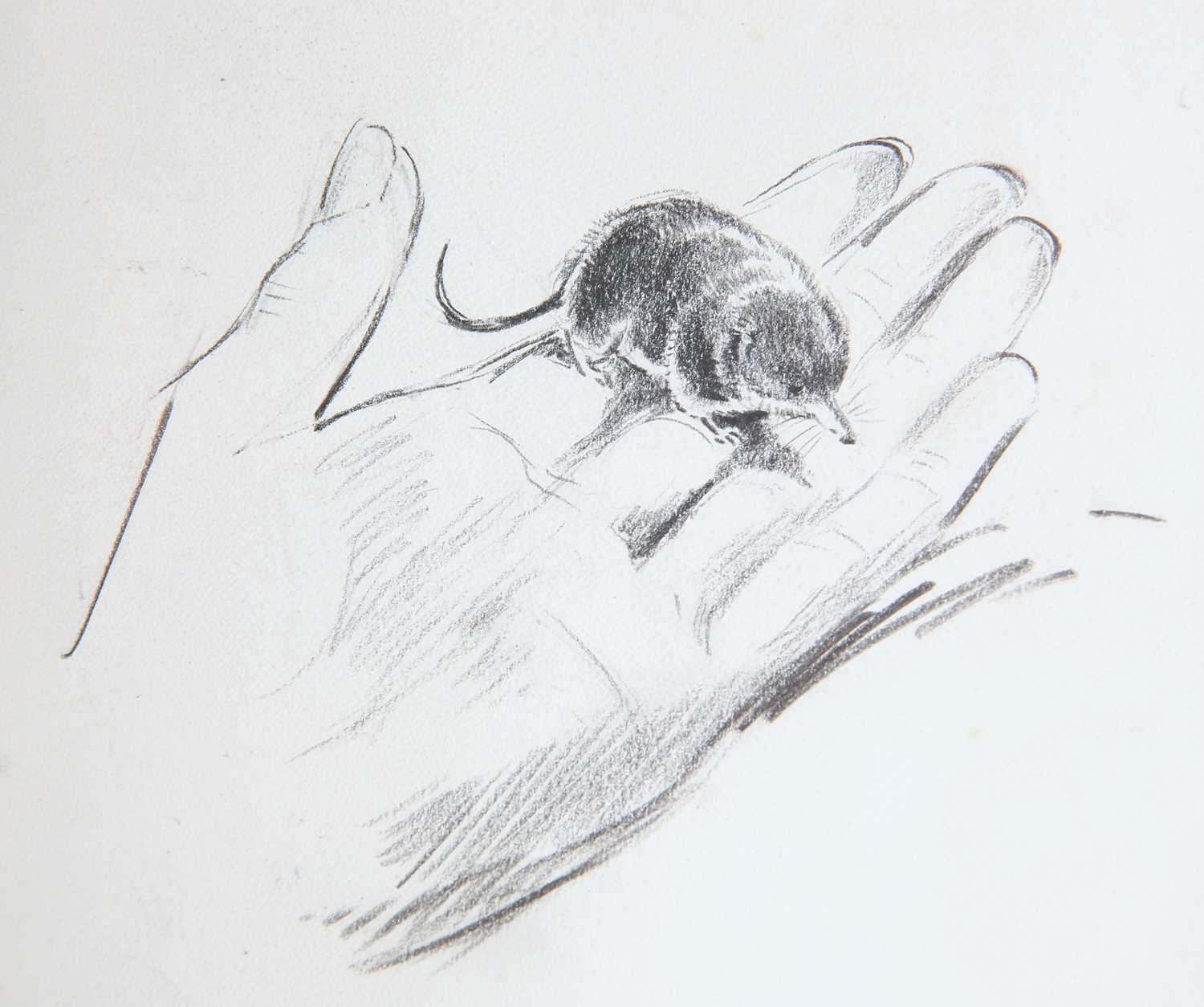 EILEEN ALICE SOPER (1905-1990) TWENTY-FIVE ORIGINAL DRAWINGS OF ANIMALS - Image 4 of 32