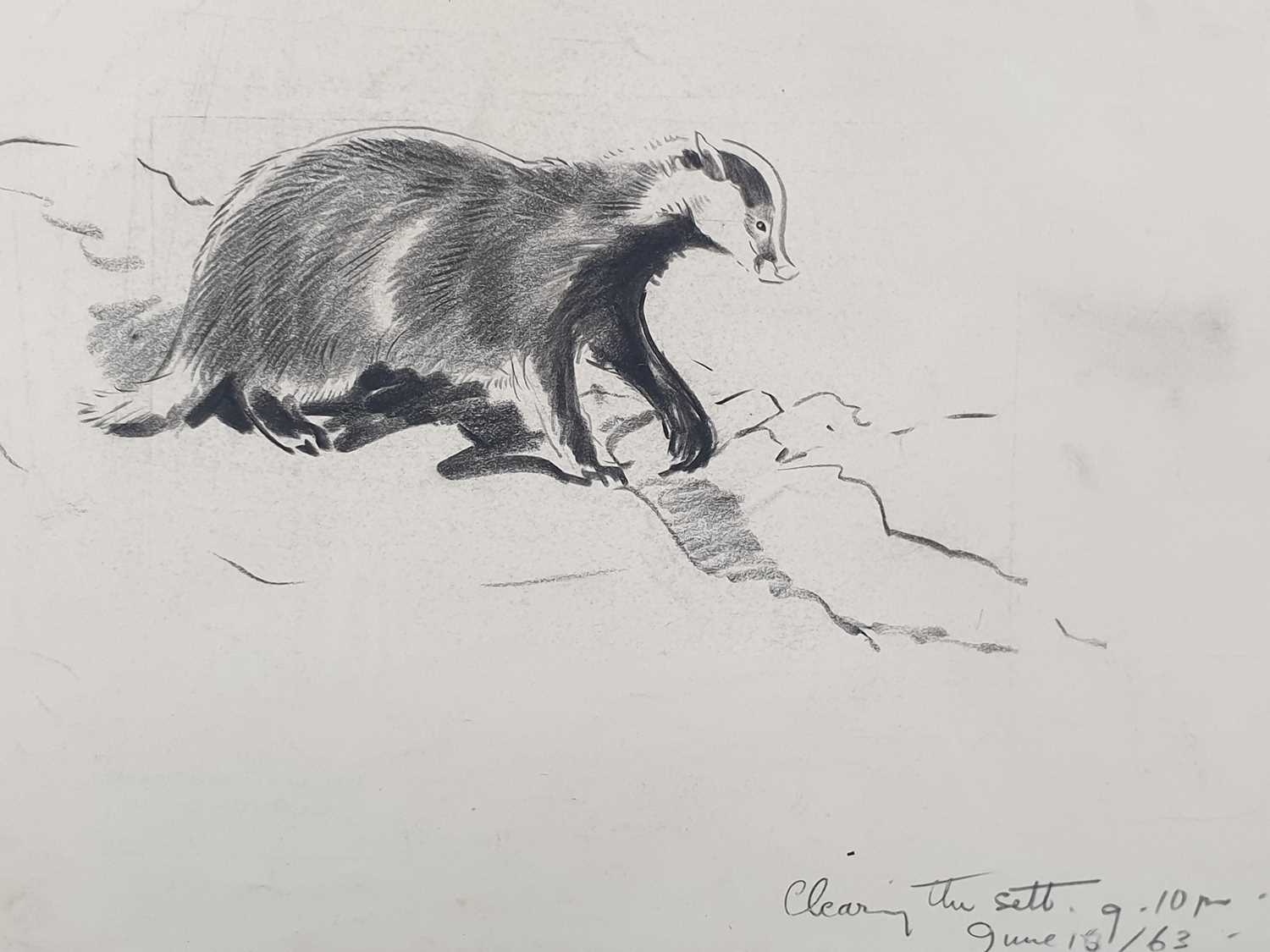 EILEEN ALICE SOPER (1905-1990) TWENTY-FIVE ORIGINAL DRAWINGS OF ANIMALS - Image 17 of 32