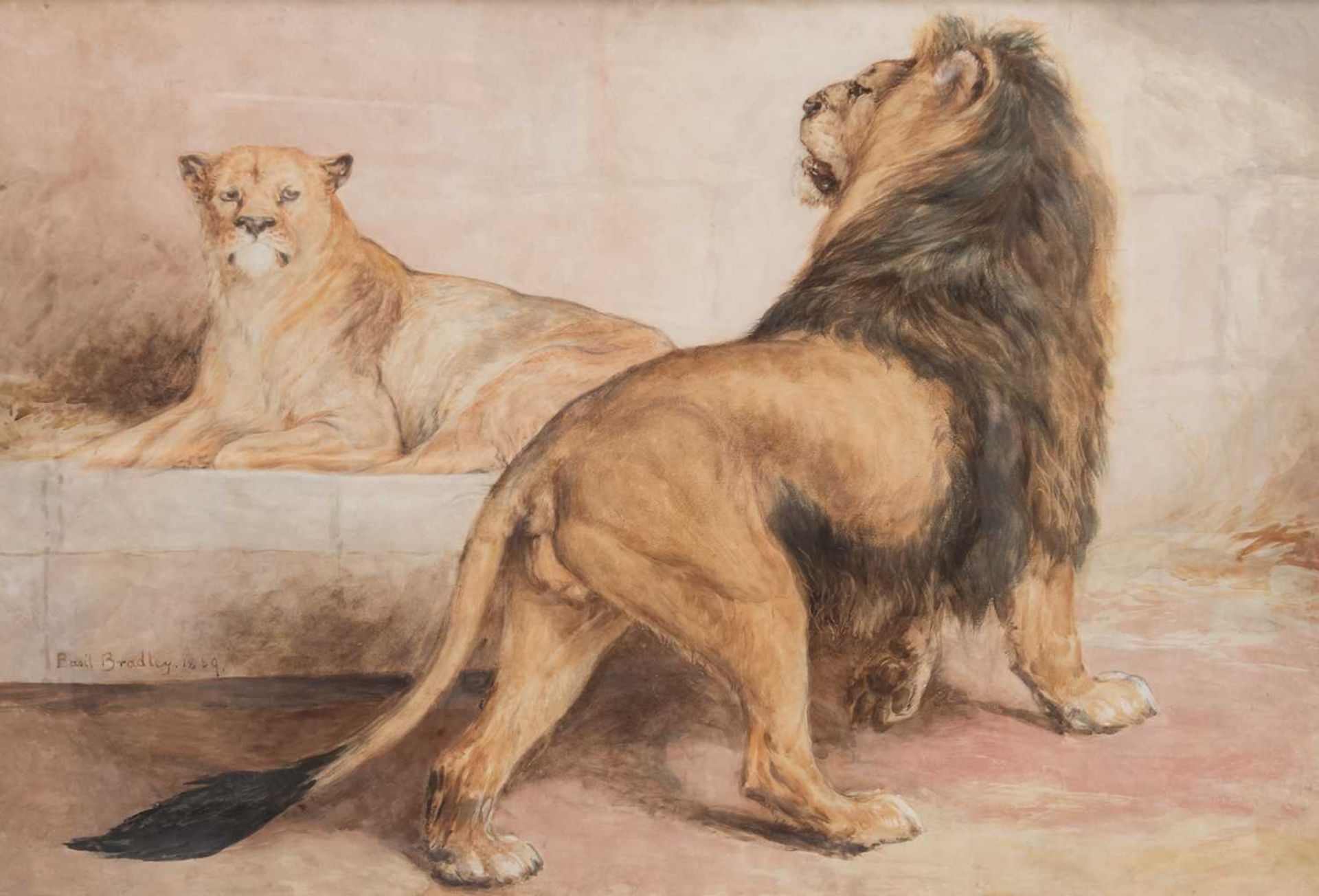 BASIL BRADLEY RWS (1842-1904) LION AND LIONESS