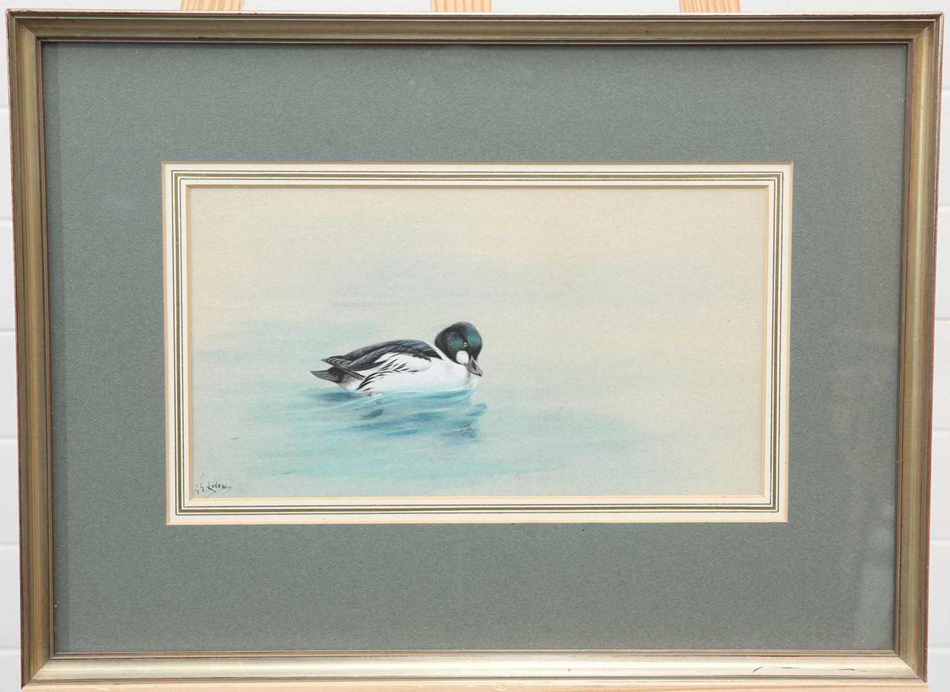 GEORGE EDWARD LODGE (1860-1954) GOLDEN EYE DUCK ON WATER