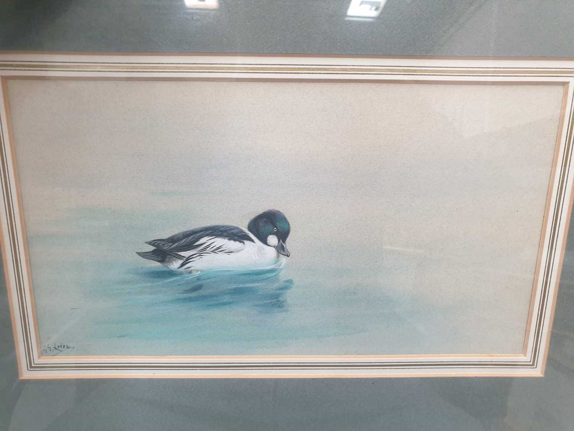 GEORGE EDWARD LODGE (1860-1954) GOLDEN EYE DUCK ON WATER - Image 5 of 5