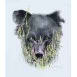 DAVID DOUGLAS (CONTEMPORARY) A BEAR THROUGH THE GRASS